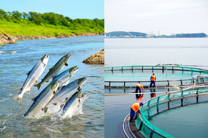 4bab1359919ba3cc44ff1ea22313807c